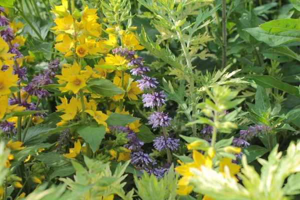 Lysimachia Sage Sagebrush Grow Field — Stock Photo, Image