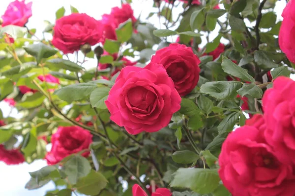 Red Rose Bush Summer Flower Bed Garden — Stock Photo, Image