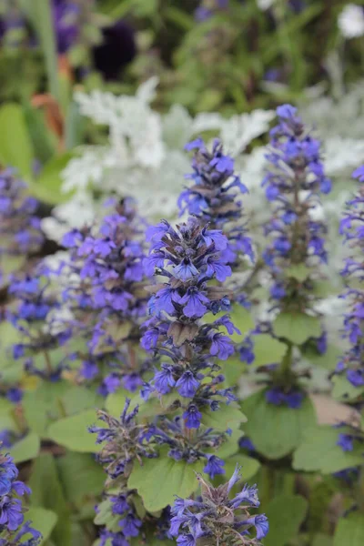 Cama Flores Verão Com Flores Azuis — Fotografia de Stock