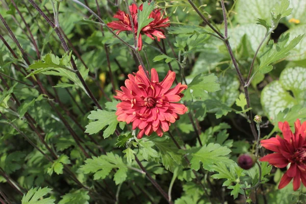 Chrysanthème Rouge Pousse Dans Lit Fleurs Dans Parc — Photo