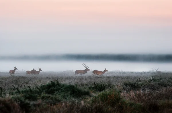 Stádo jelenů na mlhavé oblasti v Bělorusku. — Stock fotografie