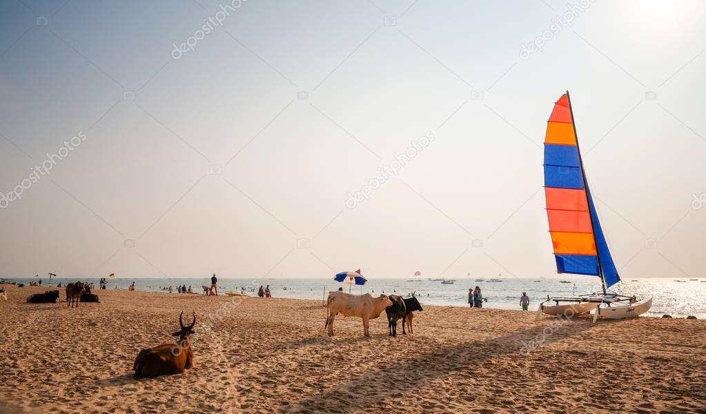 Indian cows relaxing on Calangute beach, North Goa, India