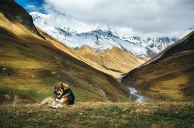 Köpek Enguri nehir ve olan dağ karşı. Ushguli, Gürcistan