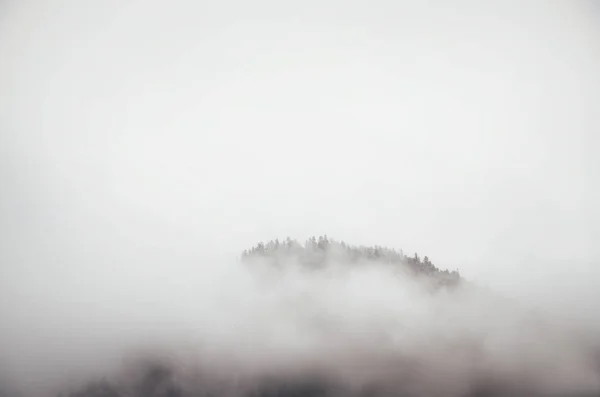 Vrcholky stromů trčí z mlhy. Minimalismus v přírodě — Stock fotografie