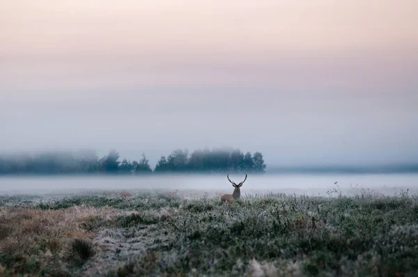 Jelen s parohy na mlhavé pole v Bělorusku. — Stock fotografie