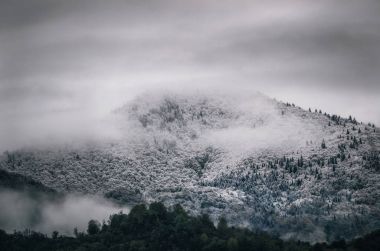 Kışın, Georgia dağda bir sis bulutu içinde ağaçlar