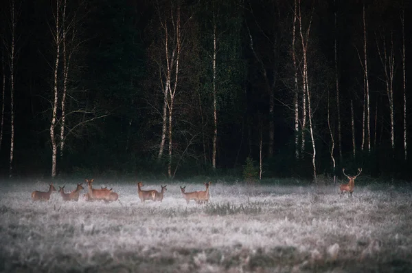 Cervo rosso con la sua mandria sul campo nebbioso in Bielorussia . — Foto Stock