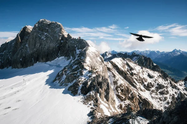 Un oiseau survole le glacier Dachstein, Autriche . — Photo