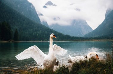 Swans on Dobbiaco Lake in Dolomites, Italy clipart