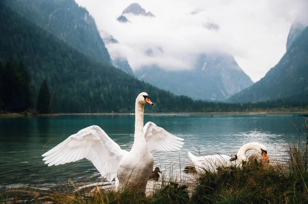 Cigni sul lago Dobbiaco nelle Dolomiti — Foto Stock