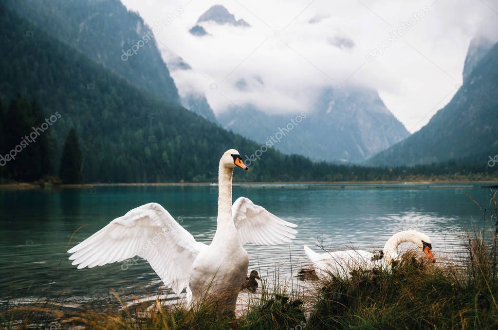 Swans on Dobbiaco Lake in Dolomites, Italy