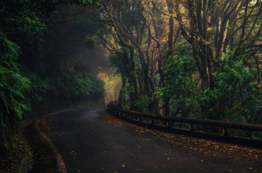 Orman Anaga dağlarda Tenerife, İspanya