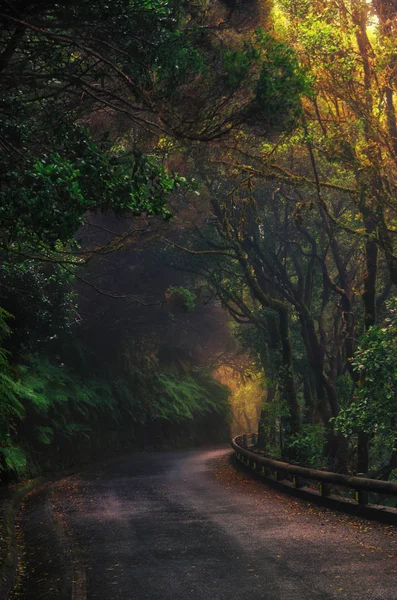 Forêt dans les montagnes d'Anaga à Tenerife, Espagne — Photo