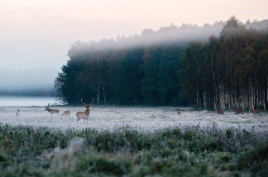 Red deer with his herd on foggy field in Belarus. clipart