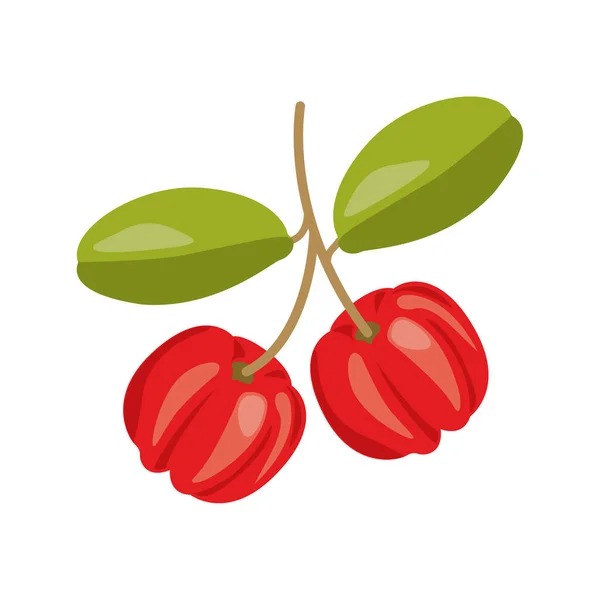 Acerola Cereza Barbados Fruta Roja Diámetro Sabor Suave Jugoso Agradable — Vector de stock