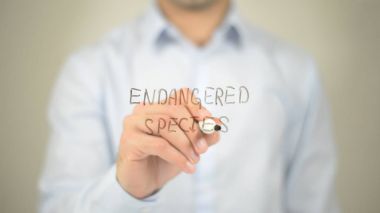 Tehlike altındaki türler, şeffaf ekranda yazma adam