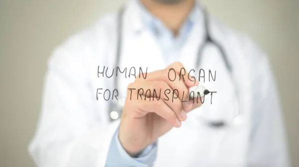Людський орган для трансплантації , Доктор пише на прозорому екрані — стокове фото