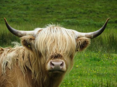 Doğada İskoç sığır