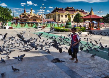 Güvercin çocuk yayınları