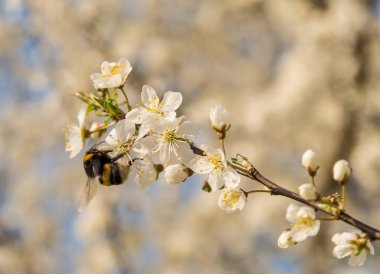 Çiçekteki yaban arısı