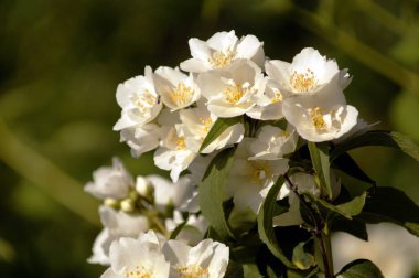 Yasemin beyaz çiçekli çalı Şubesi.  