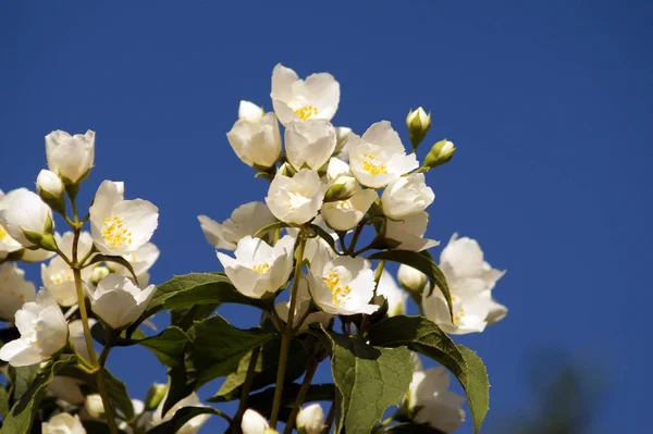 Bush oddział z białych kwiatów jaśminu. — Zdjęcie stockowe