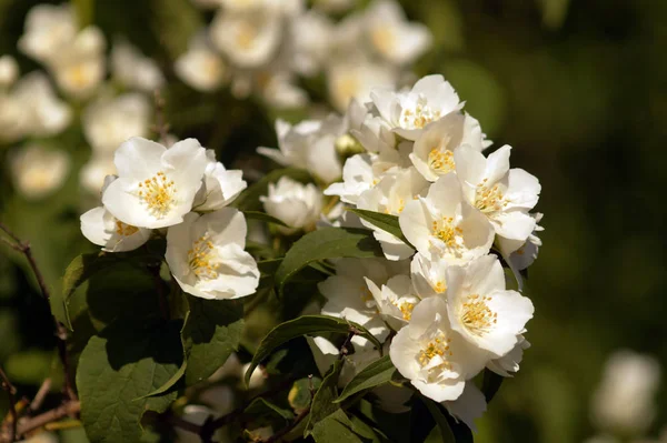 Bush oddział z białych kwiatów jaśminu. — Zdjęcie stockowe