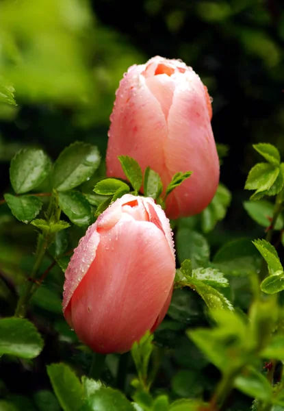 Deux fleurs roses de tulipe avec des gouttes d'eau dans le buisson de wil — Photo