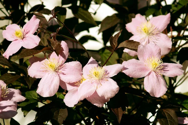 Duże różowe kwiaty w ogrodzie (Clematis montana) — Zdjęcie stockowe