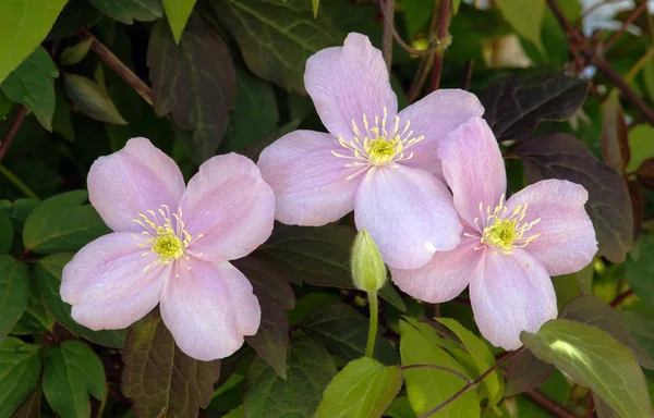 Grandes flores rosa no jardim (Clematis montana ) — Fotografia de Stock