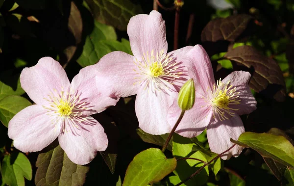 Большие розовые цветы в саду (Clematis montana) ) — стоковое фото