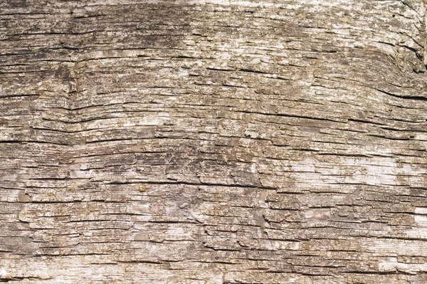 Textuur van oude houten plaat. — Stockfoto