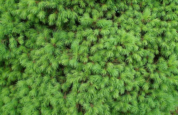 Зеленая текстура игл — стоковое фото