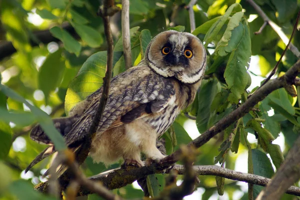 Owl on branch. — Stock Photo, Image