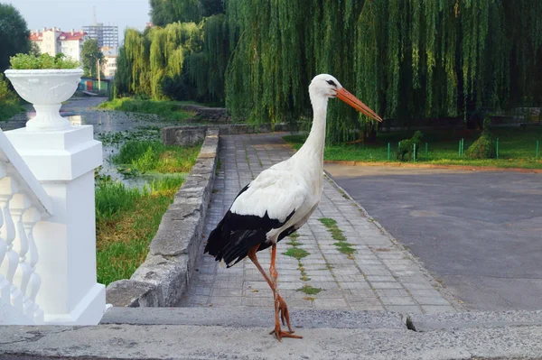 Morning walk of stork in city park. — Stock Photo, Image