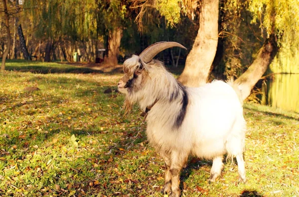 Cabra cinzenta pastou em um prado verde — Fotografia de Stock