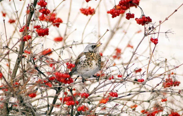 Kramsvogel op een tak van een struik van een sneeuwbal. — Stockfoto