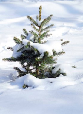 Kar altında küçük yeşil Ladin