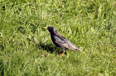Bir çim ortak sığırcık.