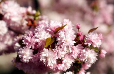 Sakura baharda çiçek açan.