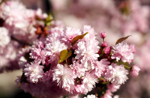 Sakura baharda çiçek açan.