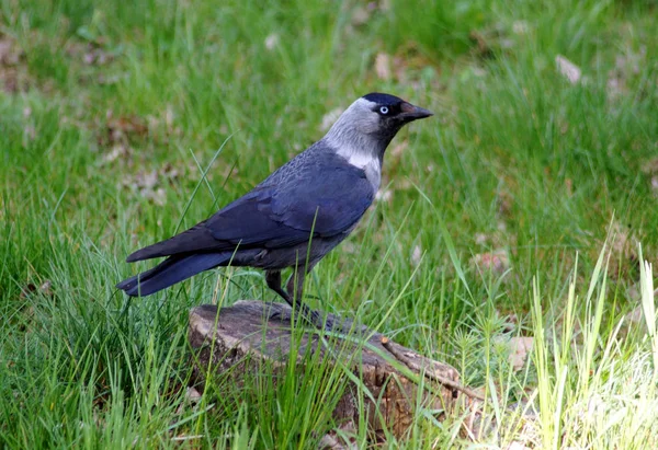 Jackdaw, is a passerine bird in the crow family. — Stock Photo, Image