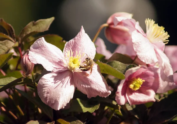 Pszczoła na duże różowe kwiaty Clematis Montana w ogrodzie botanicznym. — Zdjęcie stockowe