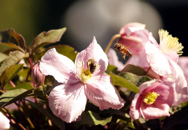 Dwie pszczoły na duże różowe kwiaty Clematis Montana — Zdjęcie stockowe