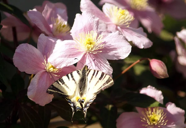 Motyl Iphiclides podalirius na duże różowe kwiaty powojników — Zdjęcie stockowe