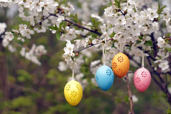 Four decorative Easter eggs hanging on blooming branch. — Stock Photo, Image