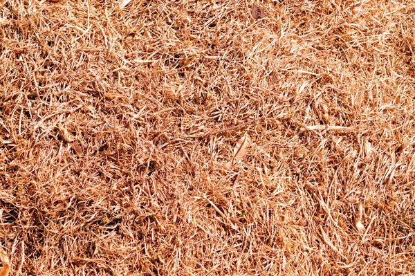 Текстура Сухой Травы Сверху Хай Земле — стоковое фото
