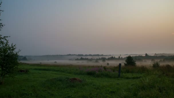 Aube estivale avec brouillard, herbe et arbres 