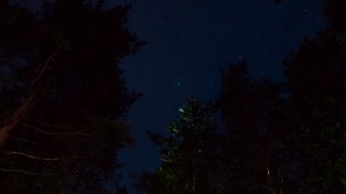 Yaz gece yıldızlı gökyüzü pines yukarıda