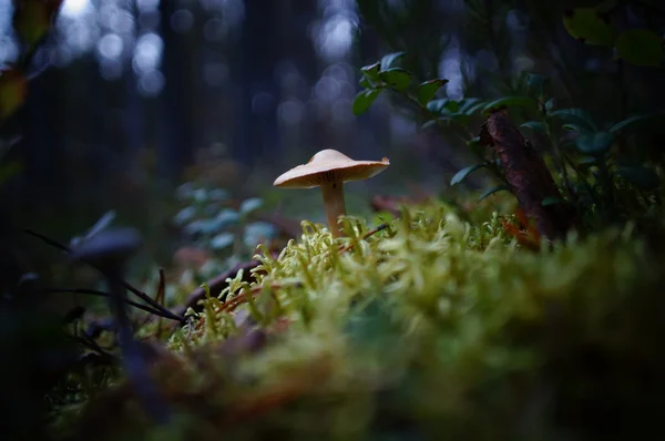Skog, svamp, höst, sist av svamparna är giftiga — Stockfoto